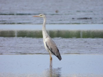 Grey Heron Sambanze Tideland Sun, 4/3/2022