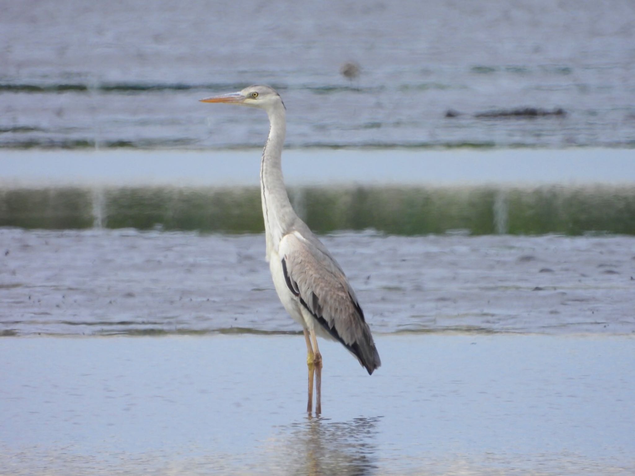 Photo of Grey Heron at Sambanze Tideland by クロやん