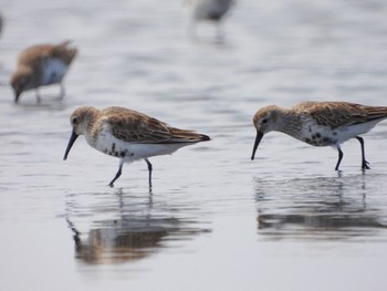 ハマシギ ふなばし三番瀬海浜公園 2022年4月3日(日)