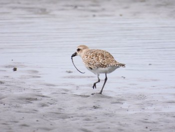 ダイゼン ふなばし三番瀬海浜公園 2022年4月3日(日)