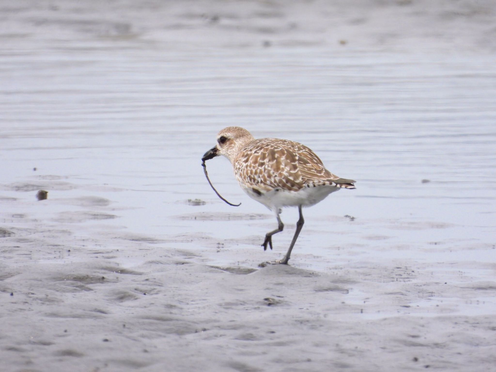 Photo of Grey Plover at Sambanze Tideland by クロやん