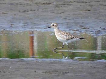 ダイゼン ふなばし三番瀬海浜公園 2022年4月3日(日)