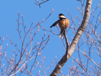 Varied Tit 嵯峨塩深沢林道 Sat, 4/2/2022