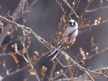 Long-tailed Tit 嵯峨塩深沢林道 Sat, 4/2/2022