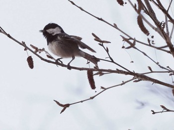 Coal Tit 嵯峨塩深沢林道 Sat, 4/2/2022