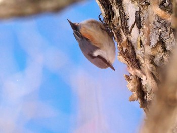 Eurasian Nuthatch 嵯峨塩深沢林道 Sat, 4/2/2022