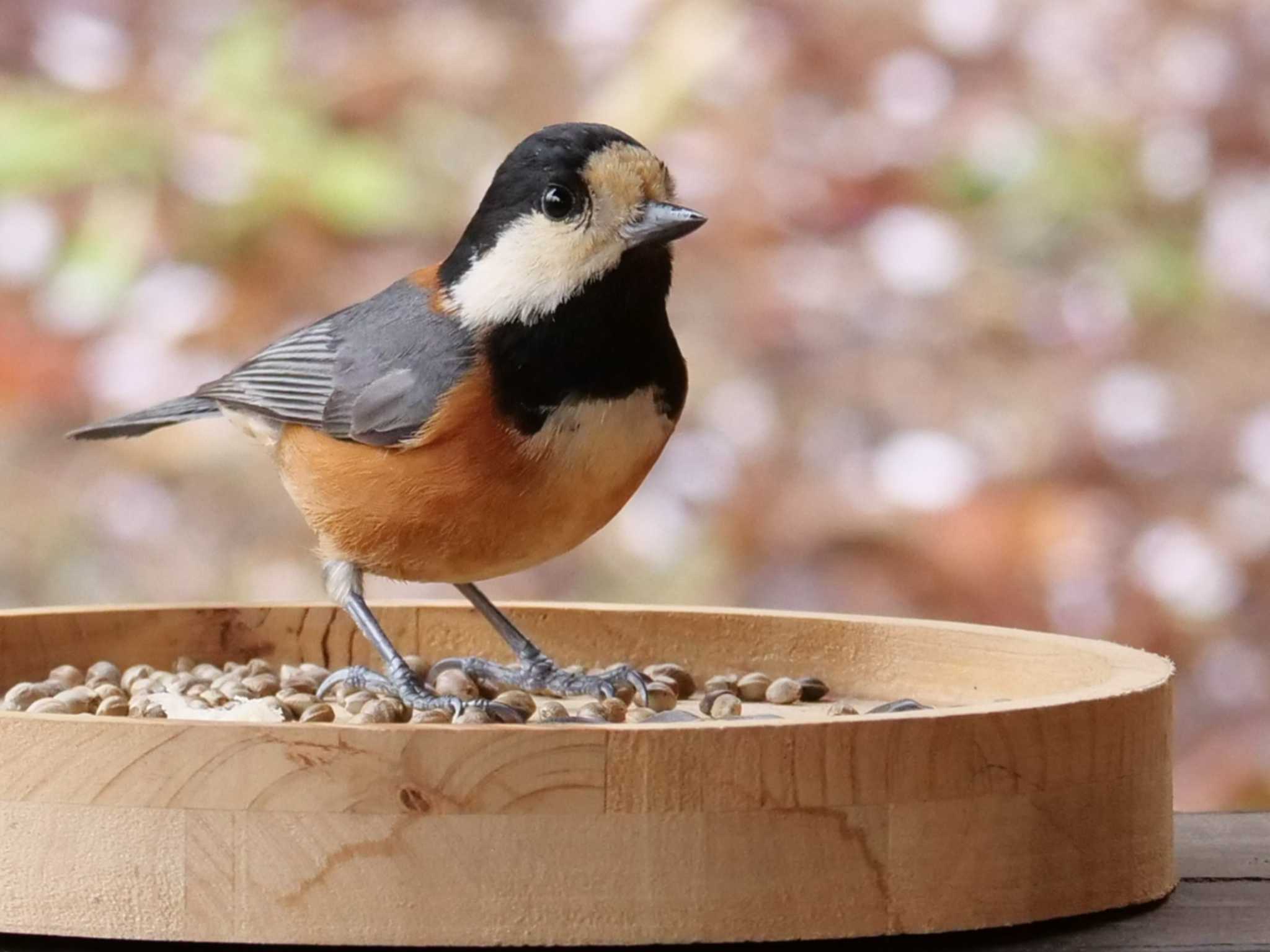 雨続き。よく来てくれた・・ by little birds