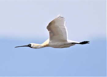 Black-faced Spoonbill 有明海 Sat, 4/2/2022