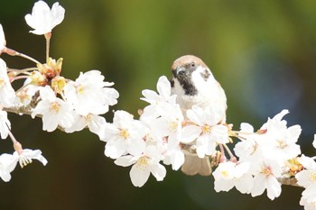 スズメ 松江城 2022年4月5日(火)