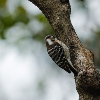 Japanese Pygmy Woodpecker 奈良県大和郡山市 Sun, 4/3/2022