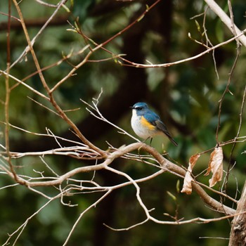 Red-flanked Bluetail 奈良県大和郡山市 Sun, 4/3/2022