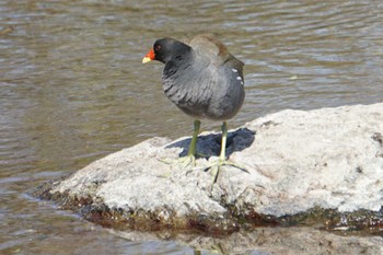 Common Moorhen 江津湖 Mon, 4/4/2022