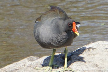 Mon, 4/4/2022 Birding report at 江津湖