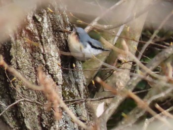 ゴジュウカラ 西湖野鳥の森公園 2022年4月2日(土)