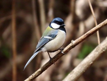 シジュウカラ 西湖野鳥の森公園 2022年4月2日(土)