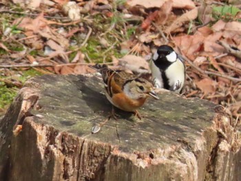 Brambling 西湖野鳥の森公園 Sat, 4/2/2022