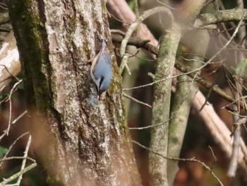 ゴジュウカラ 西湖野鳥の森公園 2022年4月2日(土)