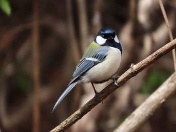 Japanese Tit 西湖野鳥の森公園 Sat, 4/2/2022