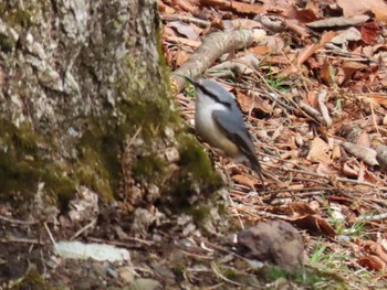 Eurasian Nuthatch 西湖野鳥の森公園 Sat, 4/2/2022