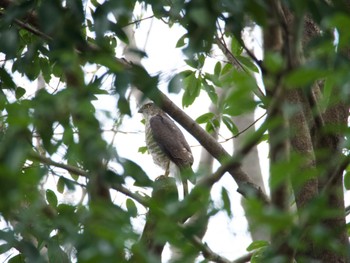 Japanese Sparrowhawk あきる野市 Unknown Date