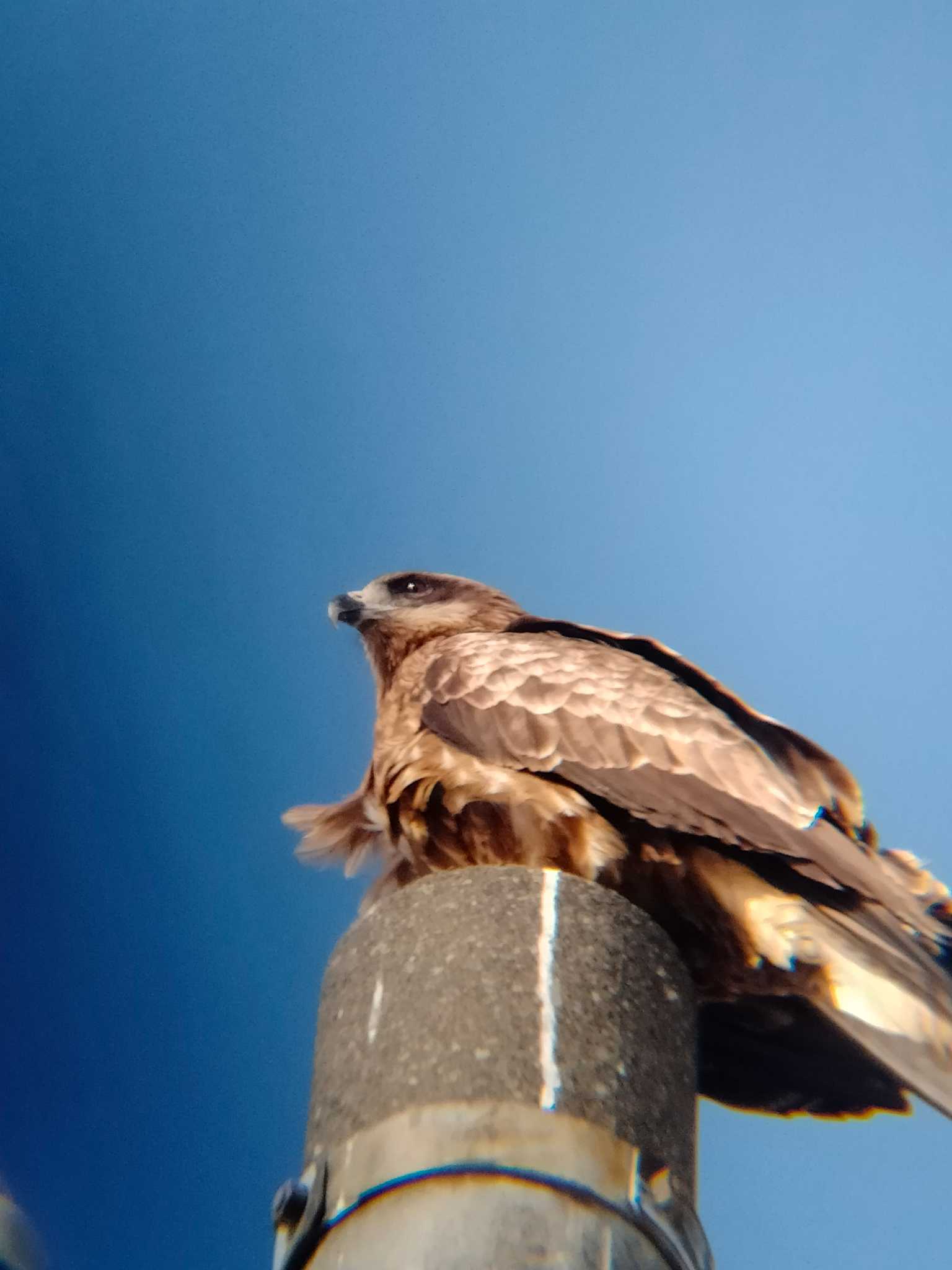 水といきものの郷 トゥ・ペッ(当別町) トビの写真 by 謎の音高生