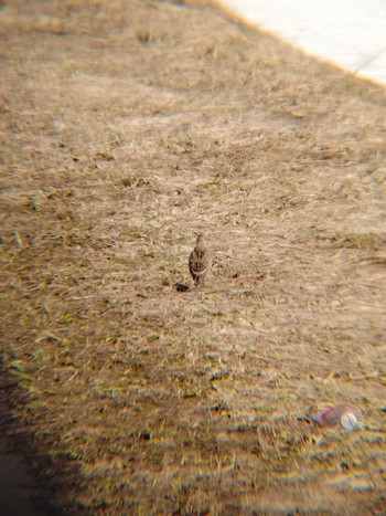 Eurasian Skylark 水といきものの郷トゥ・ペッ(当別町) Tue, 4/5/2022