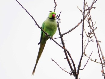 ワカケホンセイインコ 多磨霊園 2022年4月5日(火)