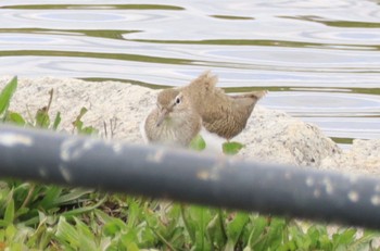 イソシギ 新横浜公園 2022年4月5日(火)