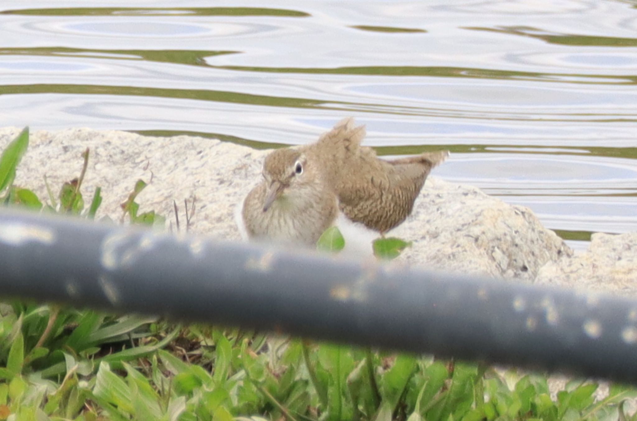 この野鳥の種類を教えてください！ by A S