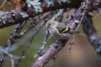 Eurasian Siskin Unknown Spots Sat, 11/4/2017