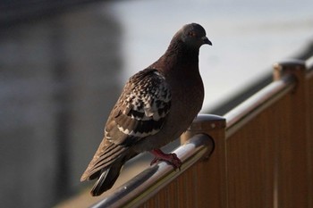 カワラバト 兵庫県芦屋市芦屋浜宮川付近、南芦屋浜公園 2022年4月5日(火)