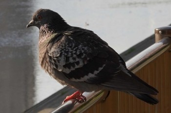 カワラバト 兵庫県芦屋市芦屋浜宮川付近、南芦屋浜公園 2022年4月5日(火)