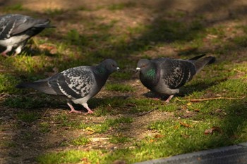 カワラバト 兵庫県芦屋市芦屋浜宮川付近、南芦屋浜公園 2022年4月5日(火)