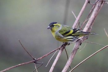 Eurasian Siskin Unknown Spots Sat, 11/4/2017