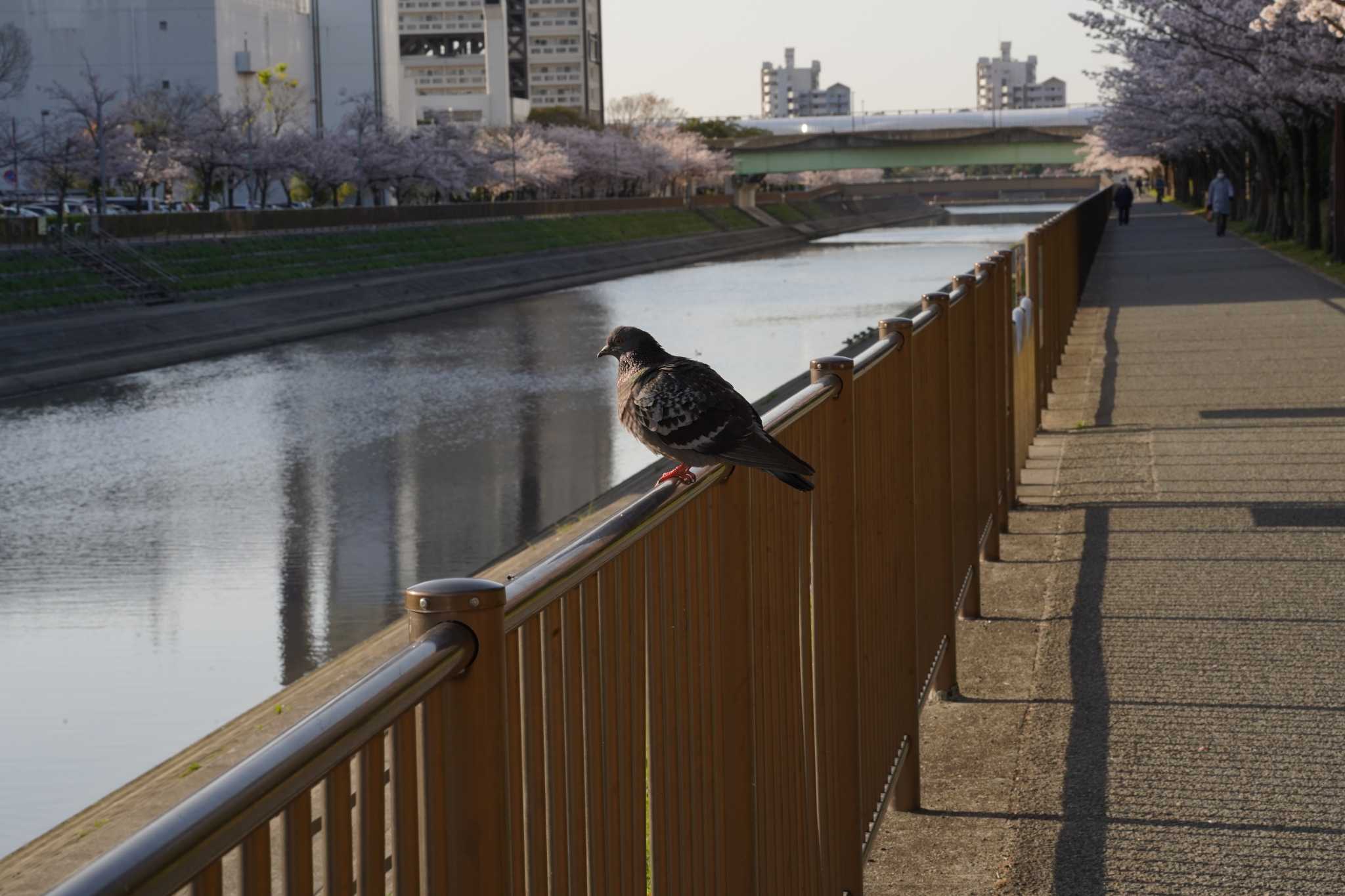 兵庫県芦屋市芦屋浜宮川付近、南芦屋浜公園 カワラバトの写真 by Tsubasa Abu