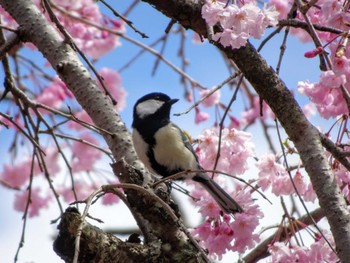 2022年4月5日(火) 薬師池公園の野鳥観察記録