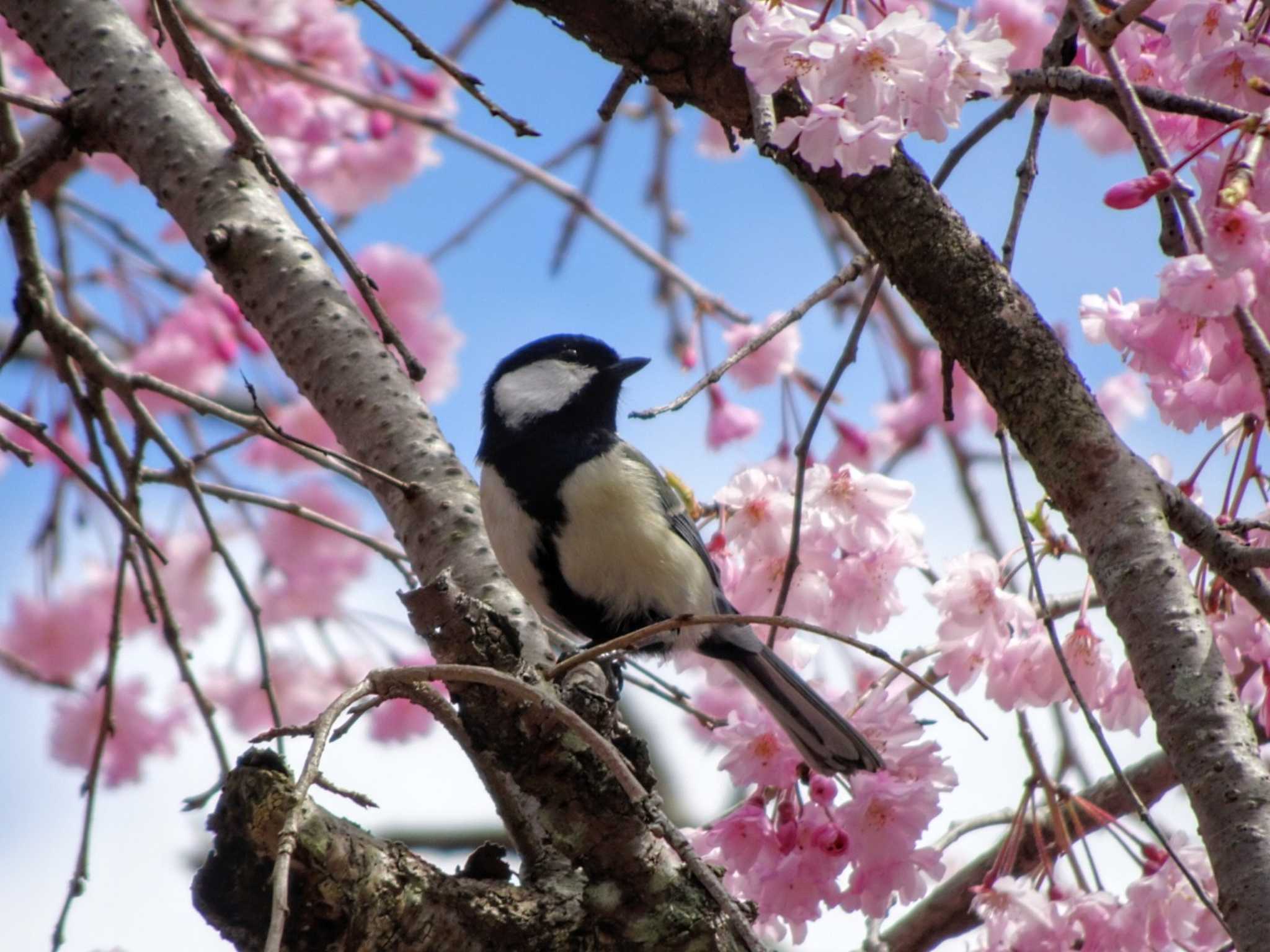 シジュウカラ