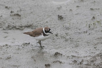 コチドリ 華江雁鴨自然公園 2017年11月3日(金)