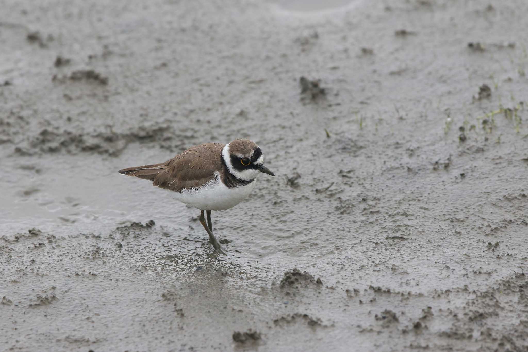 Little Ringed Plover