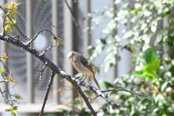 2022年4月5日(火) 宝梅の野鳥観察記録