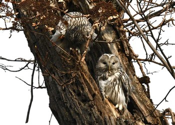 Ural Owl(japonica) 旭川市 Wed, 11/8/2017