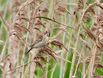 Sun, 3/27/2022 Birding report at 与根の三角池