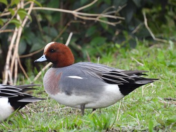 2022年4月5日(火) 芝川の野鳥観察記録