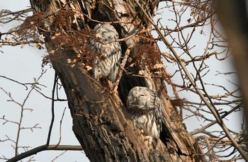 Ural Owl(japonica) 旭川市 Wed, 11/8/2017