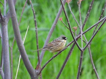 アオジ 芝川 2022年4月5日(火)