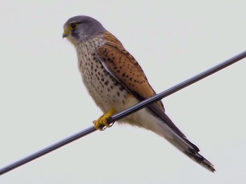 Common Kestrel 境川遊水地公園 Sun, 3/27/2022