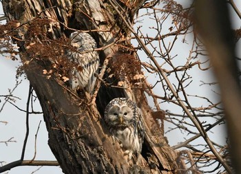 Ural Owl(japonica) 旭川市 Wed, 11/8/2017