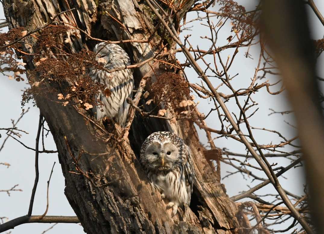 旭川市 エゾフクロウの写真 by ぴよ子