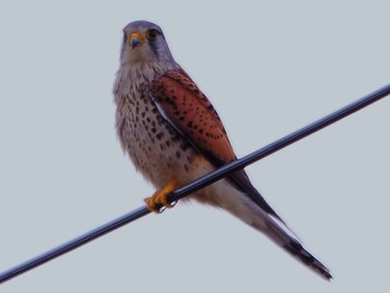 Common Kestrel 境川遊水地公園 Sun, 3/27/2022