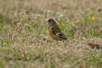 Tue, 4/5/2022 Birding report at Shinjiko Green Park